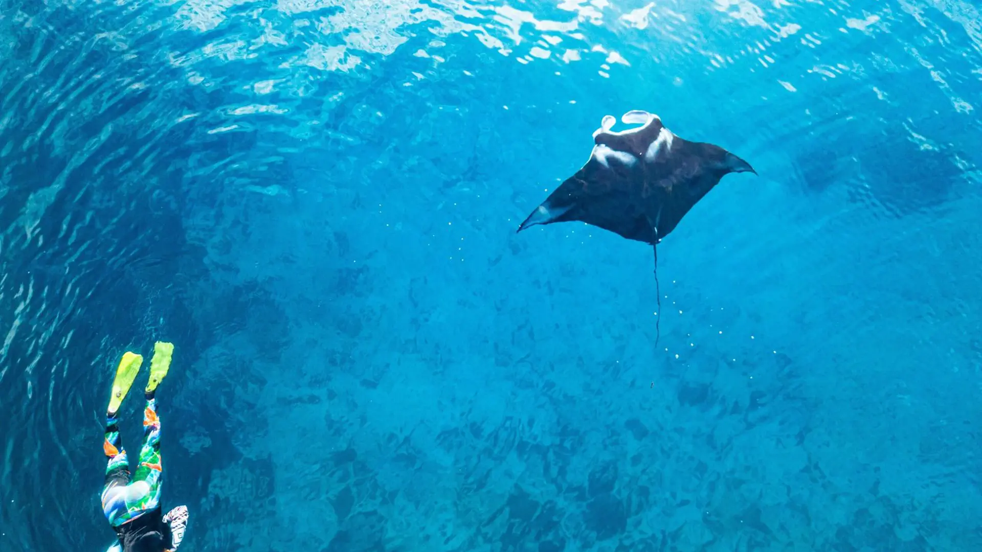 Snorkeler swimming above a manta ray at Manta Bay, Nusa Penida