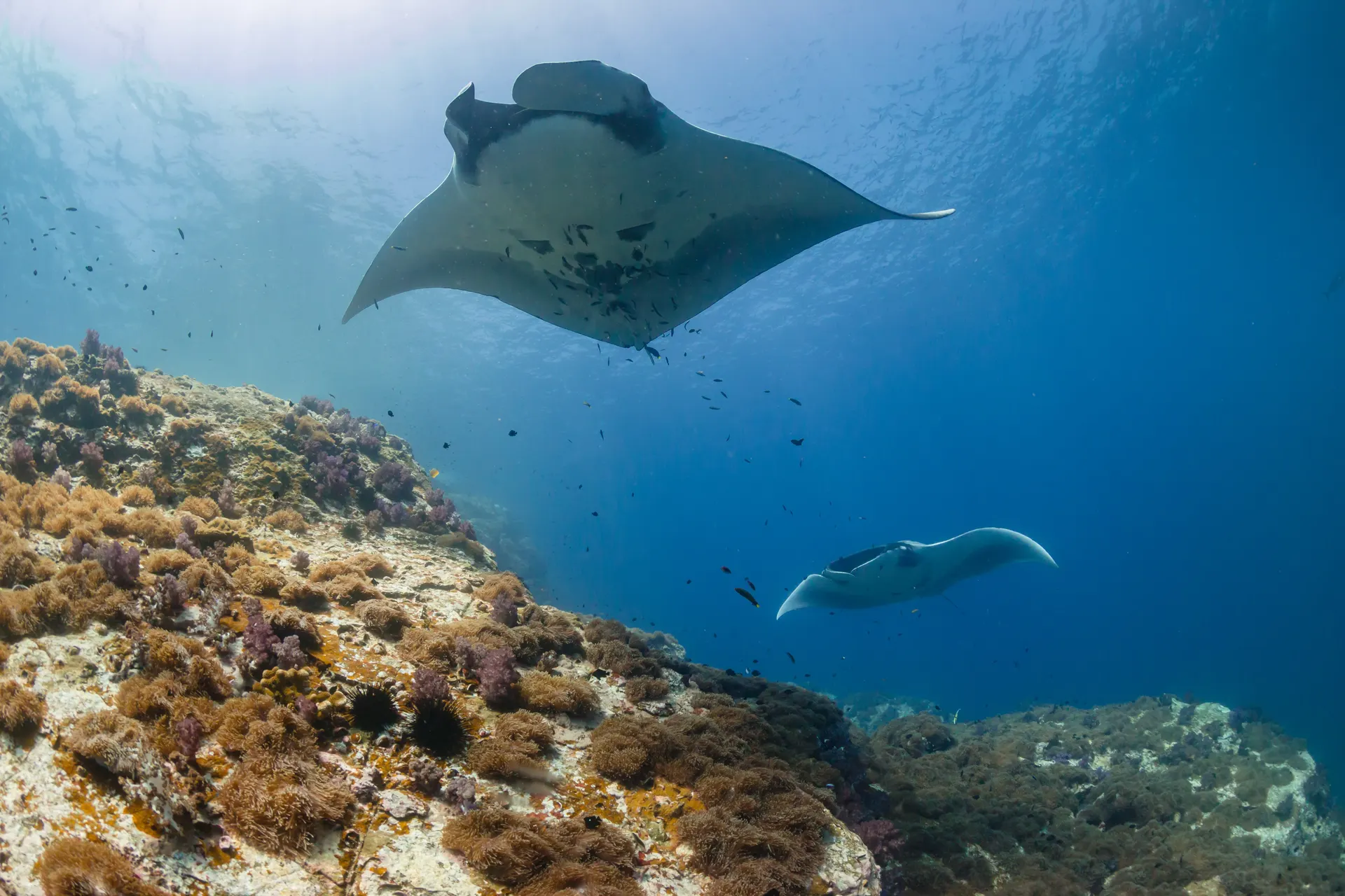 Two manta rays over the reef at Manta Point cleaning station