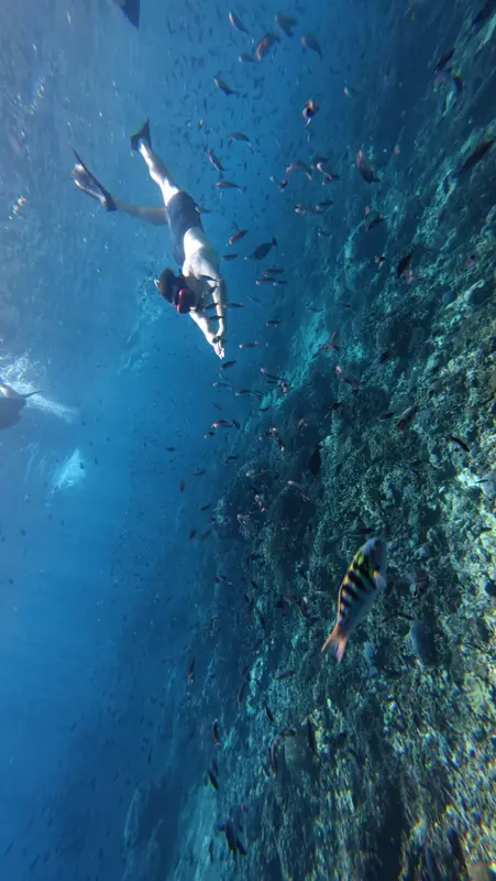 Reef wall at Gamat Bay