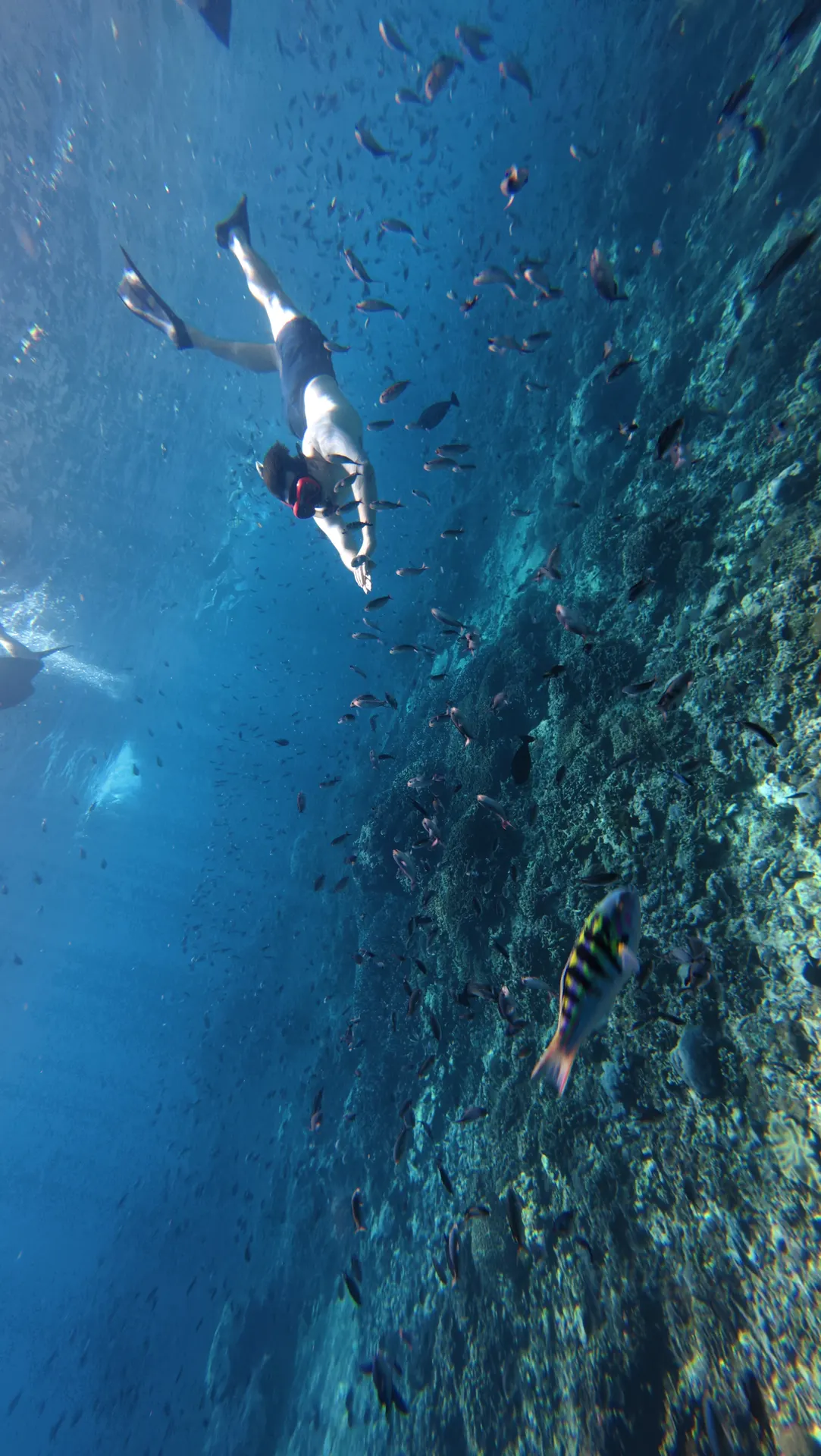 Snorkeler above a coral wall full of reef fish at Gamat Bay