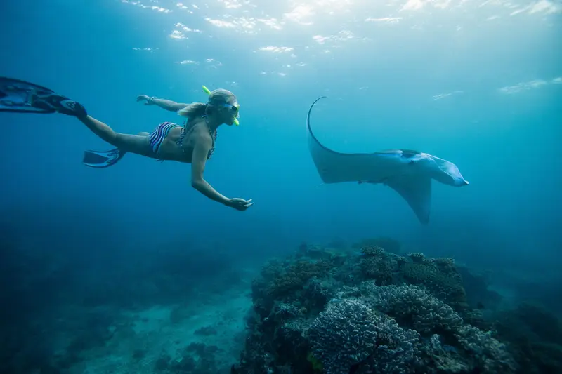 Snorkeler with manta ray