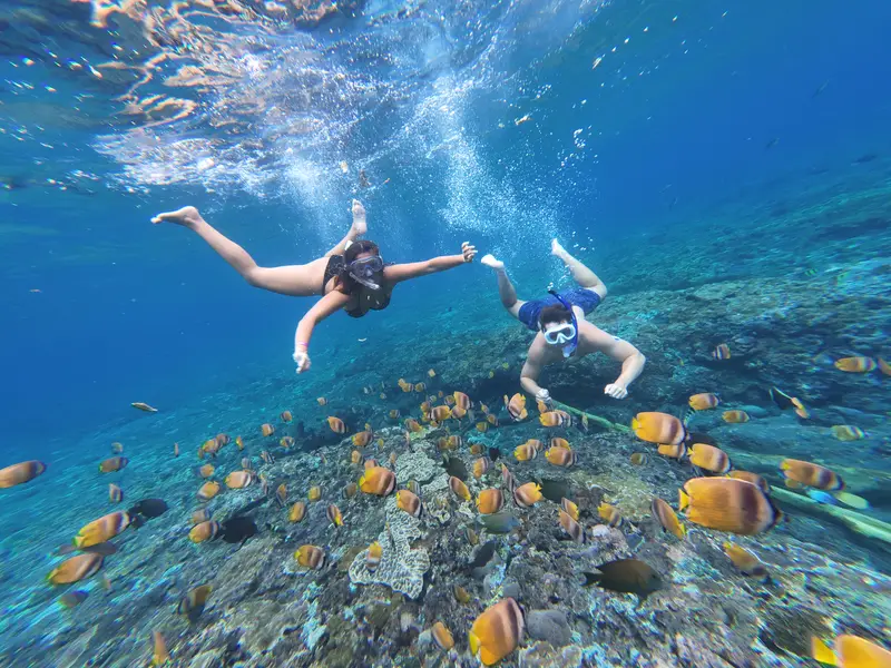 School of butterflyfish around two snorkelers