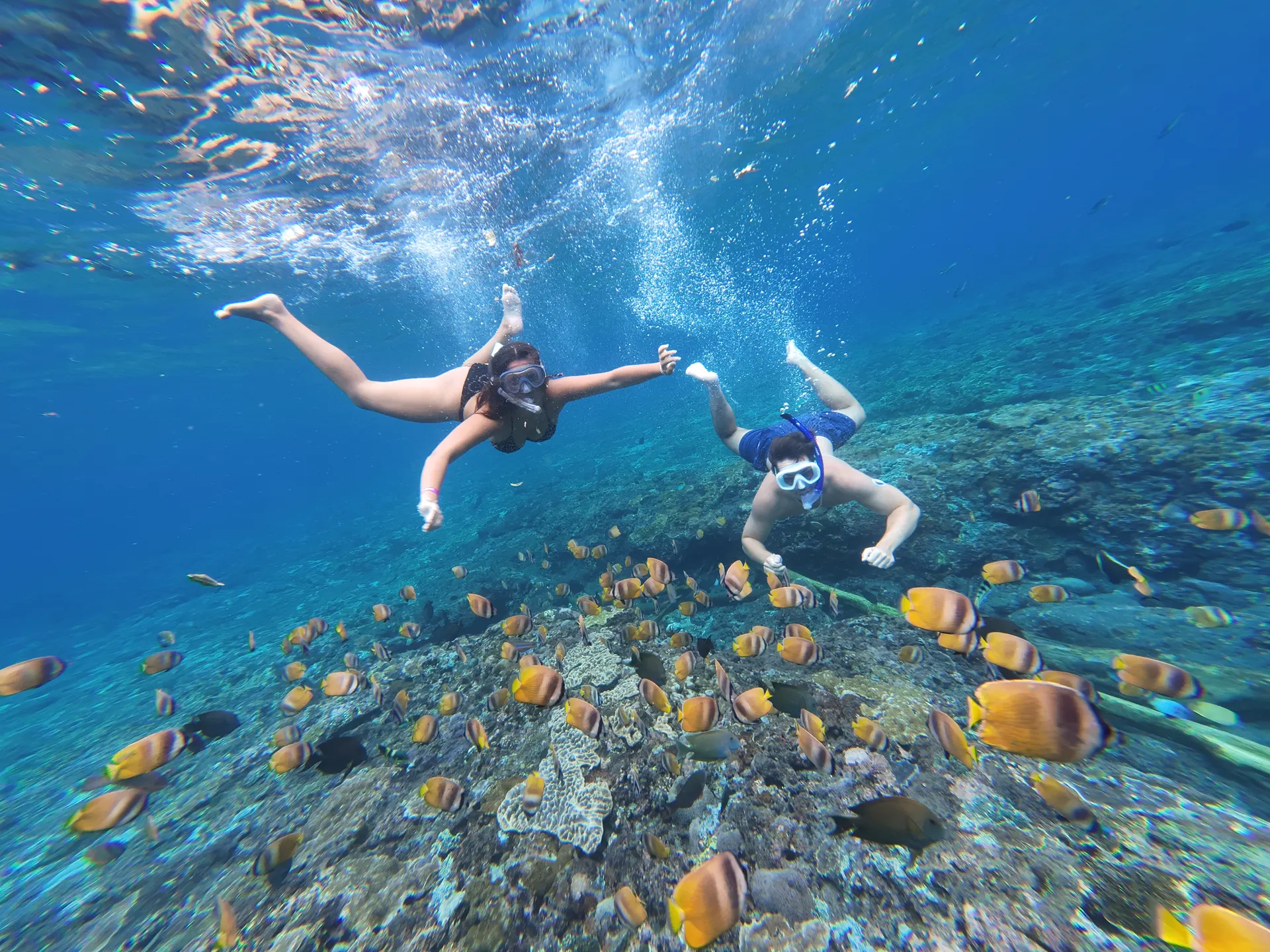 Two snorkelers with a school of butterflyfish over shallow coral at Wall Point