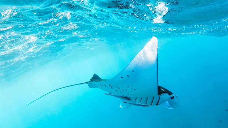 Reef manta ray gliding below snorkelers at Manta Bay, Nusa Penida, Bali