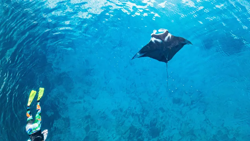 A manta ray seen from above in clear turquoise water at Manta Bay, with a snorkeler in yellow fins swimming nearby